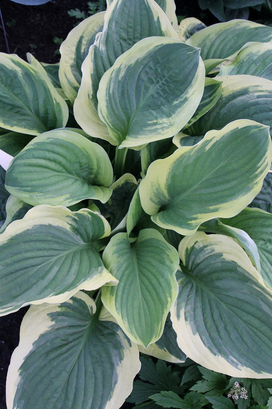 Image of Hosta 'Royal Wedding' PP 26,727|Walters Gardens, MI|