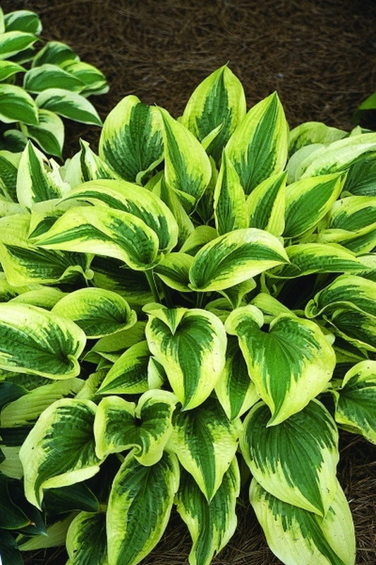 Image of Hosta 'Shazaam'|Juniper Level Botanic Gdn, NC|JLBG