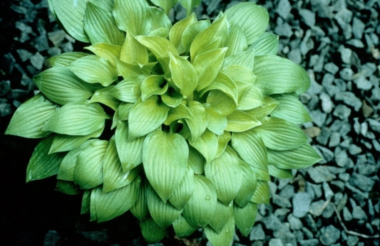 Image of Hosta 'Shiny Penny'|Green Hill Farm, NC|B. Solberg