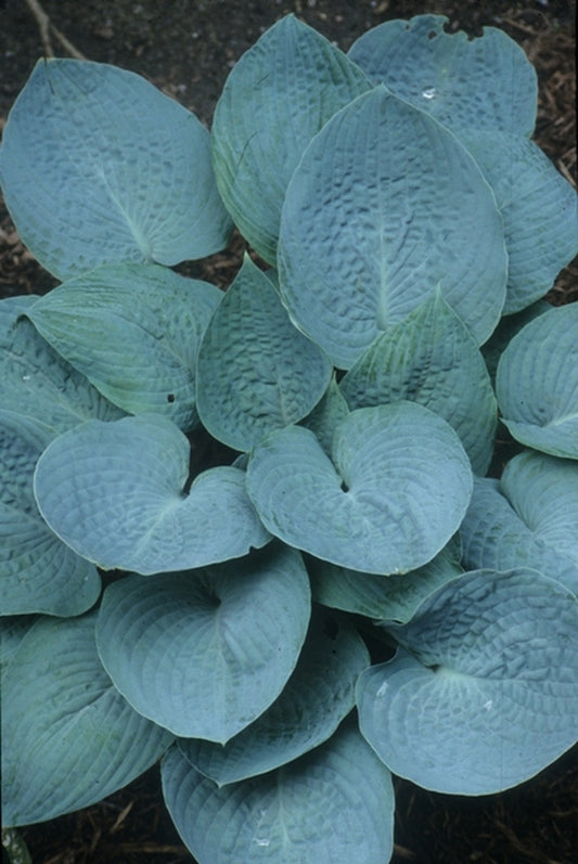 Image of Hosta 'Silver Bay'|Juniper Level Botanic Gdn, NC|JLBG