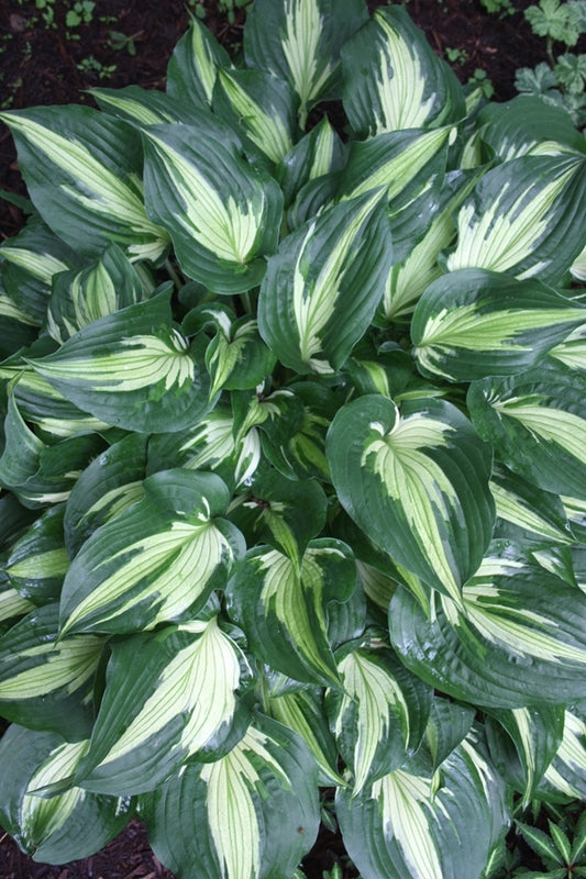 Image of Hosta 'Silver Lode'||
