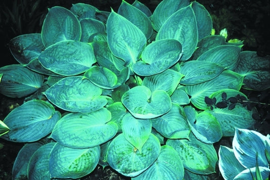 Image of Hosta 'Silver Moon'|H. Hansen Gdn, MN|H. Hansen