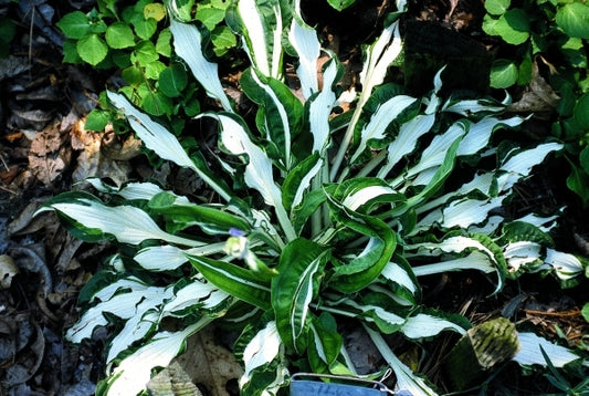Image of Hosta 'Silver Streak'|Jernigan's Gdn, NC|
