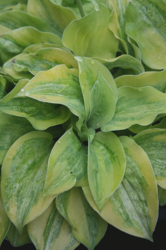 Image of Hosta 'Silver Threads and Golden Needles'|Juniper Level Botanic Gdn, NC|JLBG