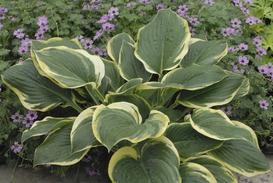 Image of Hosta 'Singing in the Rain' PP 19,565|Walters Gardens, MI|www.perennialresource.com