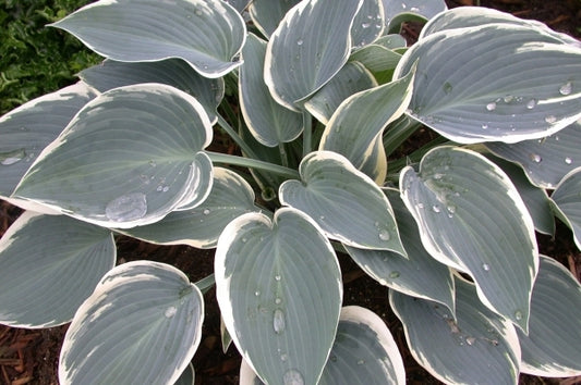 Image of Hosta 'Sleeping Beauty'|Walters Gardens, MI|www.perennialresource.com