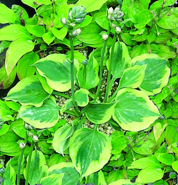 Image of Hosta 'Snowy Lake'|Terra Nova Nurseries, OR|Terra Nova Nurseries
