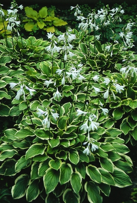 Image of Hosta 'So Sweet'|H. Hansen Gdn, MN|
