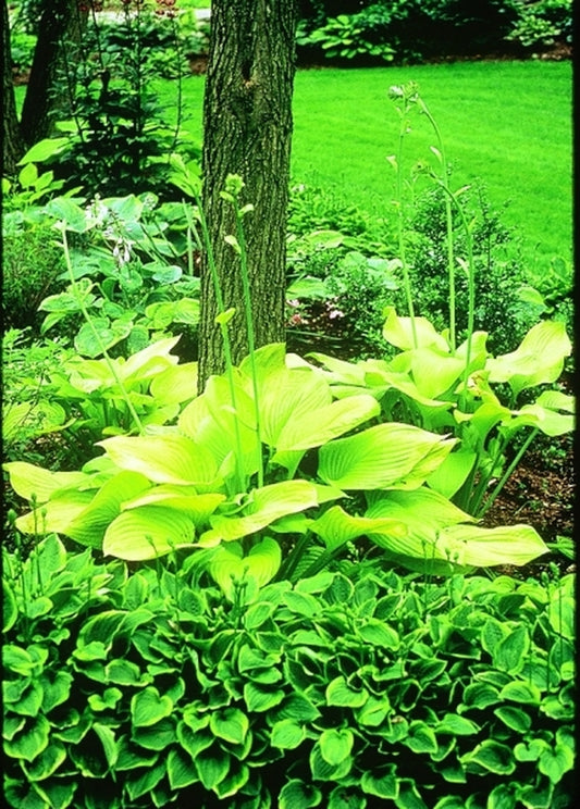 Image of Hosta 'Spotlight'|J. Wilkins Gdn, MI|B. Solberg