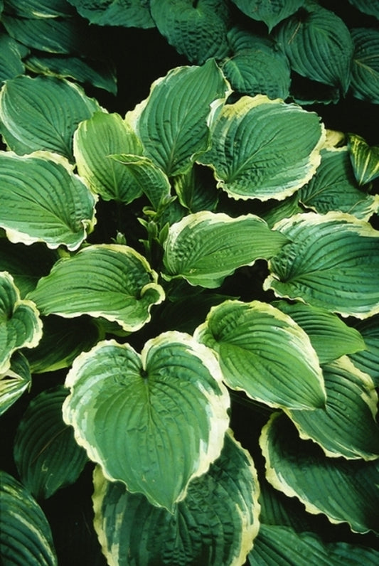 Image of Hosta 'Spring Fling'|R. Herold Gdn, MA|