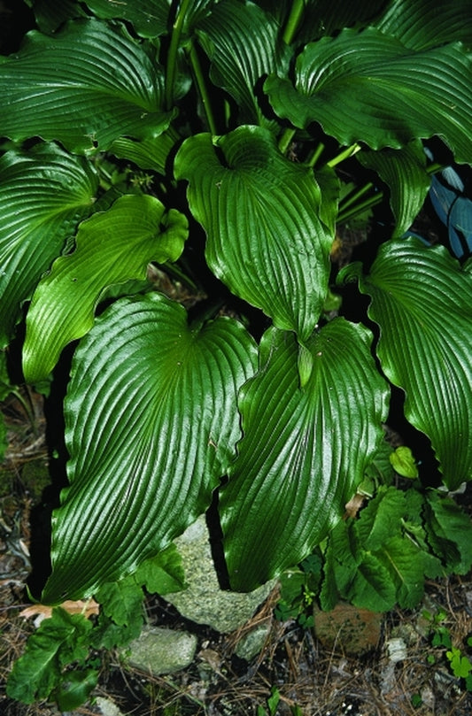 Image of Hosta 'Stingray'|R. Herold Gdn, MA|