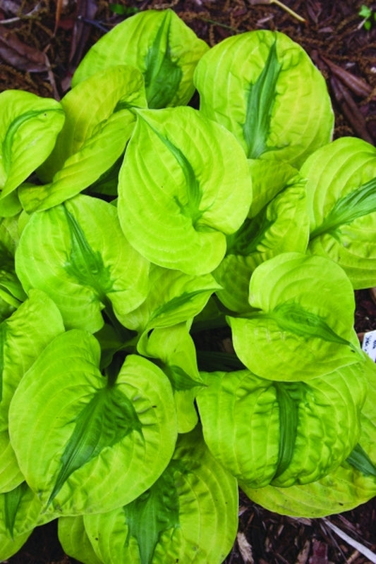 Image of Hosta 'Stitch In Time' PP 18,061|Juniper Level Botanic Gdn, NC|JLBG