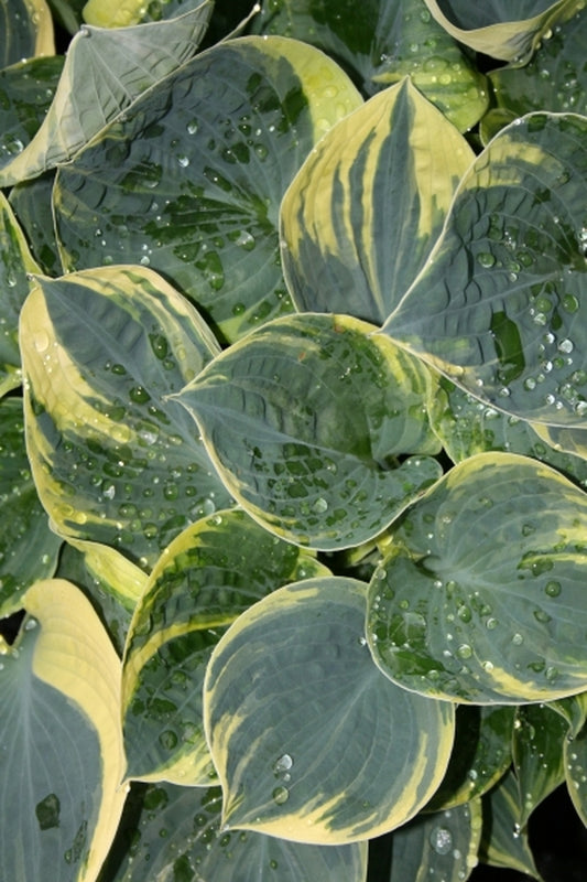 Image of Hosta 'Sugar Daddy'|Juniper Level Botanic Gdn, NC|JLBG