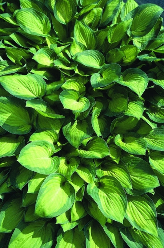 Image of Hosta 'Sweet Home Chicago'|Juniper Level Botanic Gdn, NC|JLBG