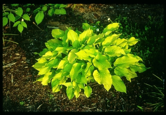 Image of Hosta 'Sweet Tater Pie'|Juniper Level Botanic Gdn, NC|JLBG