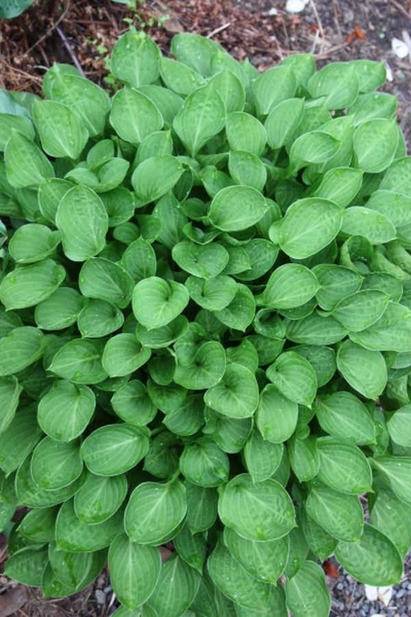 Image of Hosta 'Teaspoon'|Juniper Level Botanic Gdn, NC|JLBG