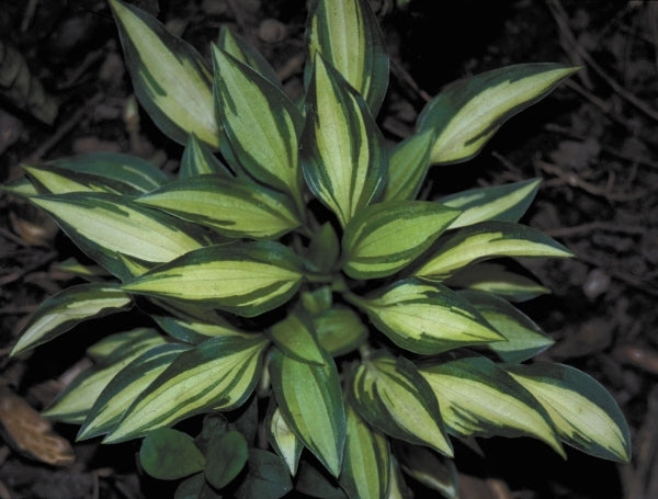 Image of Hosta 'Teeny-weeny Bikini'|H. Hansen Gdn, MN|H. Hansen