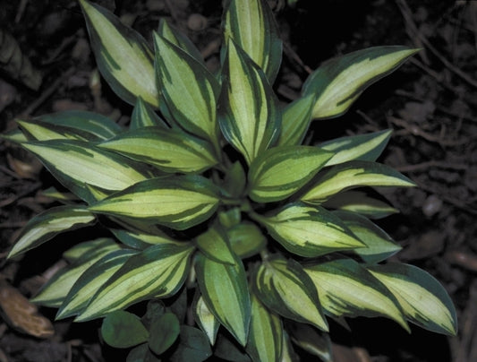 Image of Hosta 'Teeny-weeny Bikini'|H. Hansen Gdn, MN|H. Hansen
