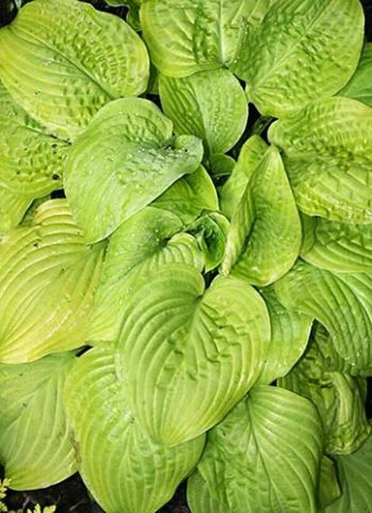 Image of Hosta 'The Shining'|Juniper Level Botanic Gdn, NC|JLBG