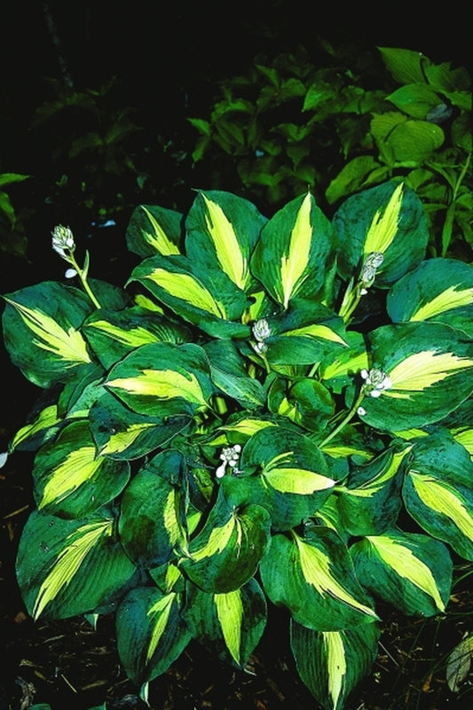 Image of Hosta 'Thunderbolt' PP 14,232|Juniper Level Botanic Gdn, NC|JLBG