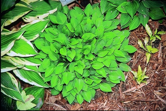 Image of Hosta 'Tiny Tears'|Nance Gdn, IL|