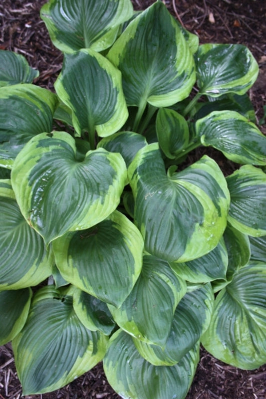 Image of Hosta 'Titanic' PP 12,402|Juniper Level Botanic Gdn, NC|JLBG