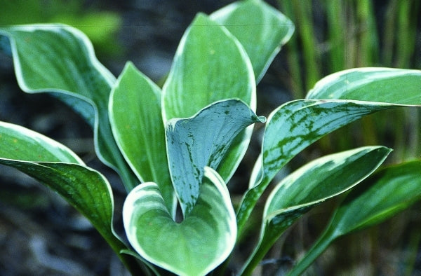 Image of Hosta 'Tom Schmid'|Juniper Level Botanic Gdn, NC|JLBG