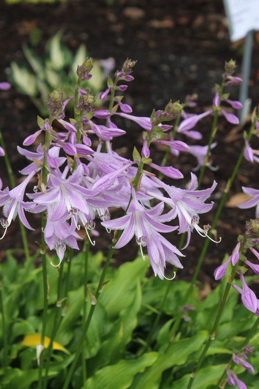 Image of Hosta 'Tongue Lashing' ||