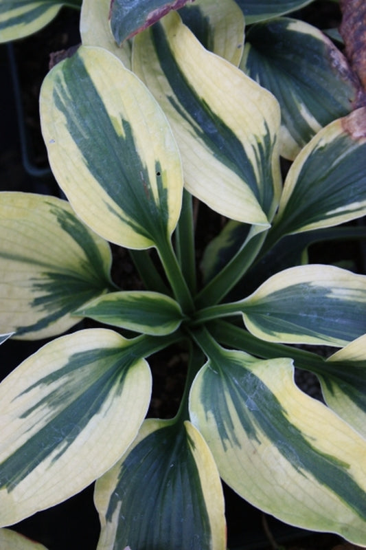 Image of Hosta 'Tootie Mae'|Juniper Level Botanic Gdn, NC|JLBG