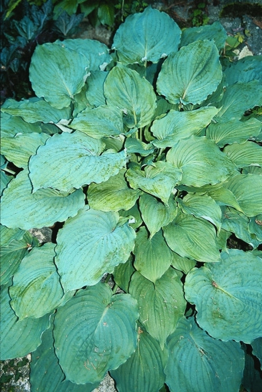 Image of Hosta 'Tutu'|R. Herold Gdn, MA|