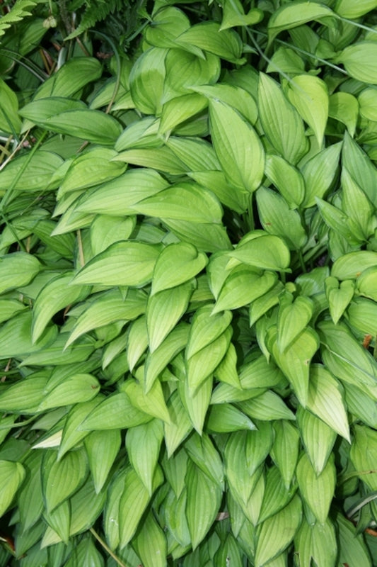 Image of Hosta 'Twist of Lime'|Juniper Level Botanic Gdn, NC|JLBG