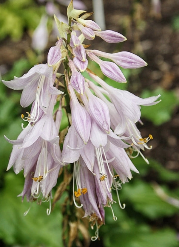 Image of Hosta 'Unruly Child'|Juniper Level Botanic Gdn, NC|JLBG