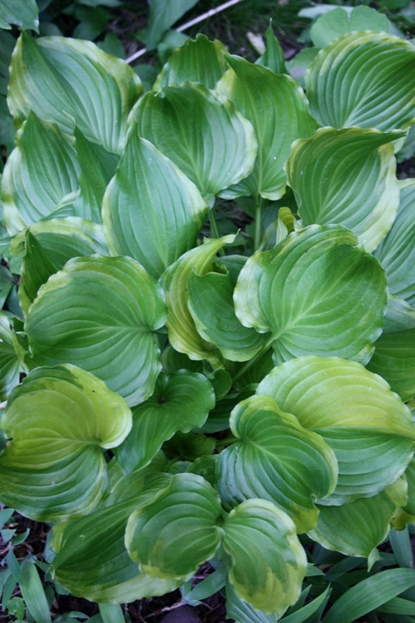 Image of Hosta 'Unsung Hero'|Juniper Level Botanic Gdn, NC|JLBG