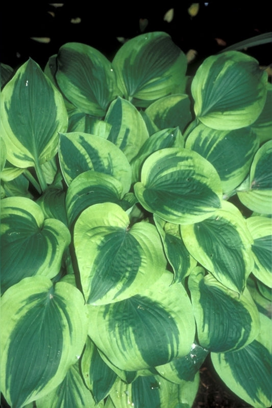 Image of Hosta 'Velvet Moon'|Juniper Level Botanic Gdn, NC|JLBG