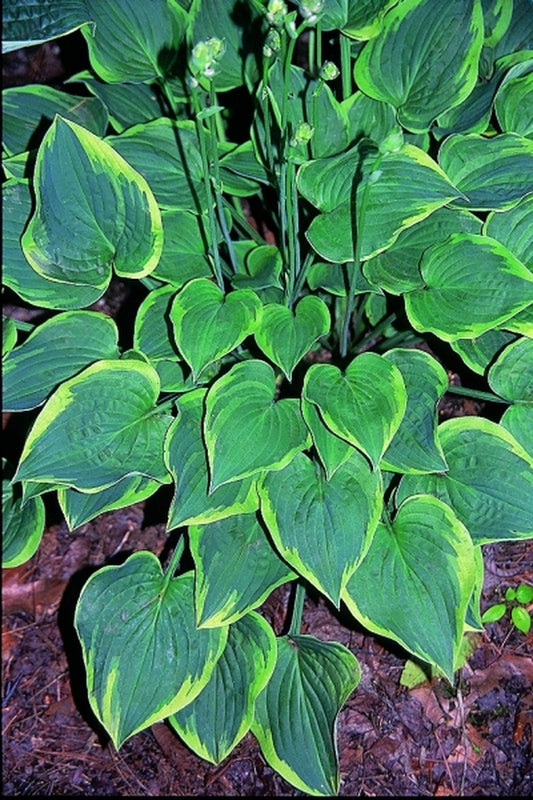 Image of Hosta 'Veronica Lake'|R. Herold Gdn, MA|