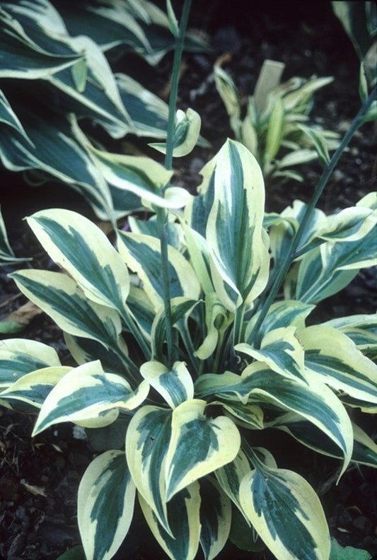 Image of Hosta 'Virginia Reel'|R. Herold Gdn, MA|