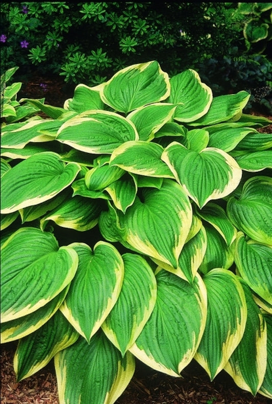 Image of Hosta 'Warwick Choice'|P. Stygall Gdn, IN|