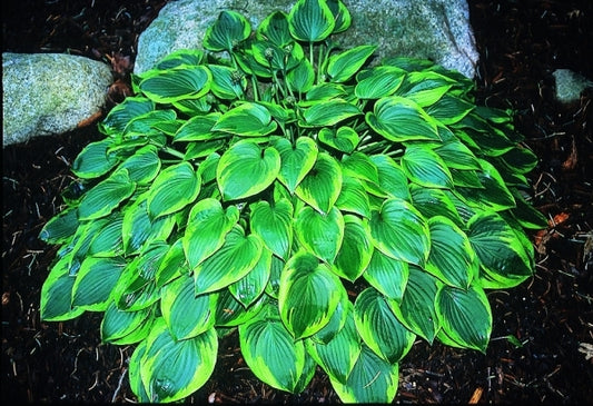Image of Hosta 'Warwick Curtsey'|Hidden Lakes Gdn, MI|