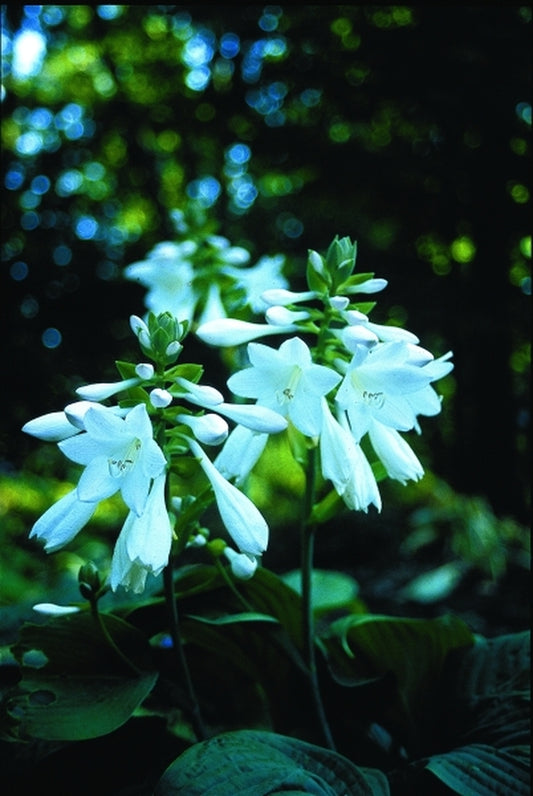 Image of Hosta 'Warwick Essence'|H. Hansen Gdn, MN|H. Hansen