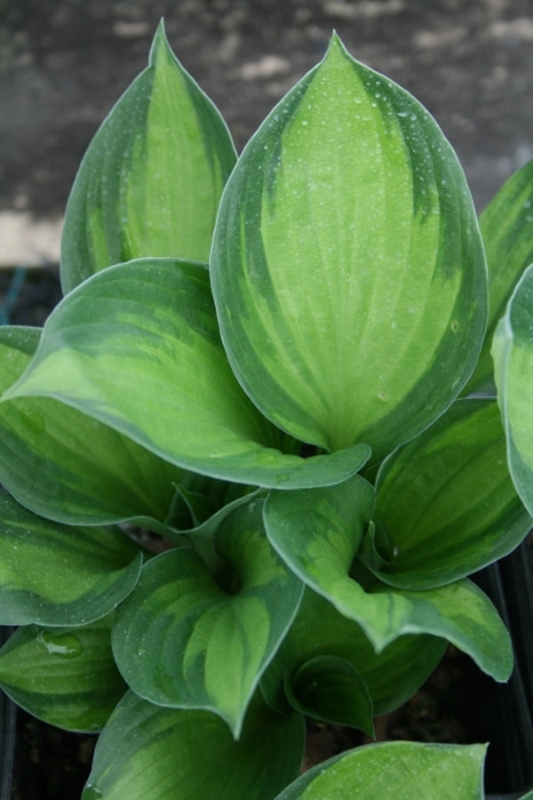 Image of Hosta 'Whirlwind Tour'|Juniper Level Botanic Gdn, NC|JLBG