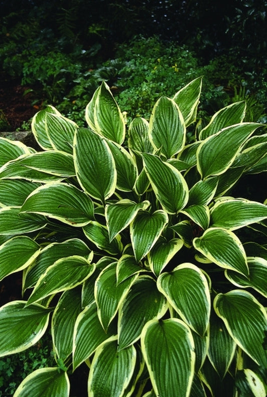 Image of Hosta 'White Necklace'taken at C. Owens Gdn, MI