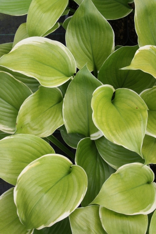 Image of Hosta 'Winter Snow'|Juniper Level Botanic Gdn, NC|JLBG