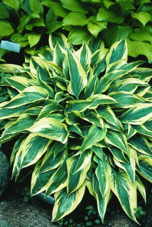 Image of Hosta 'Wolverine'|D. Dean Gdn, MN|