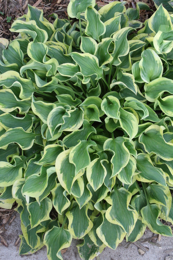 Image of Hosta 'Wrinkle in Time' PP 29,456|Walters Gardens, MI|
