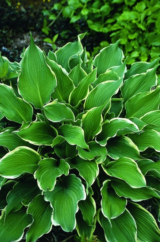 Image of Hosta 'Zippity Do Dah'|Juniper Level Botanic Gdn, NC|JLBG