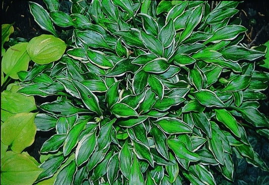 Image of Hosta gracillima 'Kifukurin Ko Mame'|D. Dean Gdn, MN|