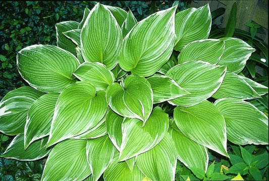 Image of Hosta montana 'Mountain Snow'|Williams Gdn, Ind|