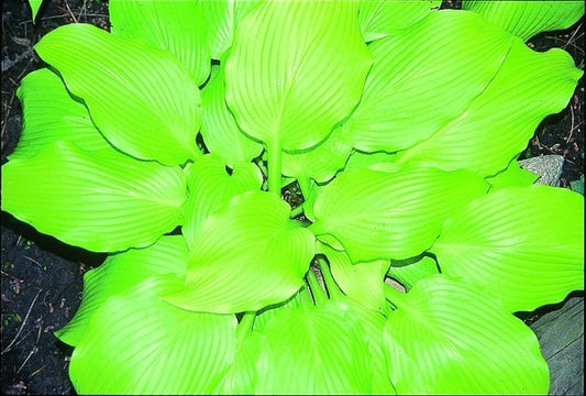 Image of Hosta montana 'Mountain Sunrise'|Soules Gdn, IN|