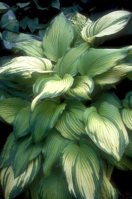 Image of Hosta montana 'On Stage'|E. Elslager Gdn, MI|