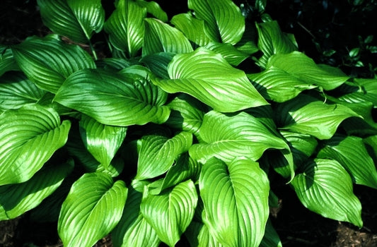 Image of Hosta plantaginea var. japonica|Juniper Level Botanic Gdn, NC|JLBG